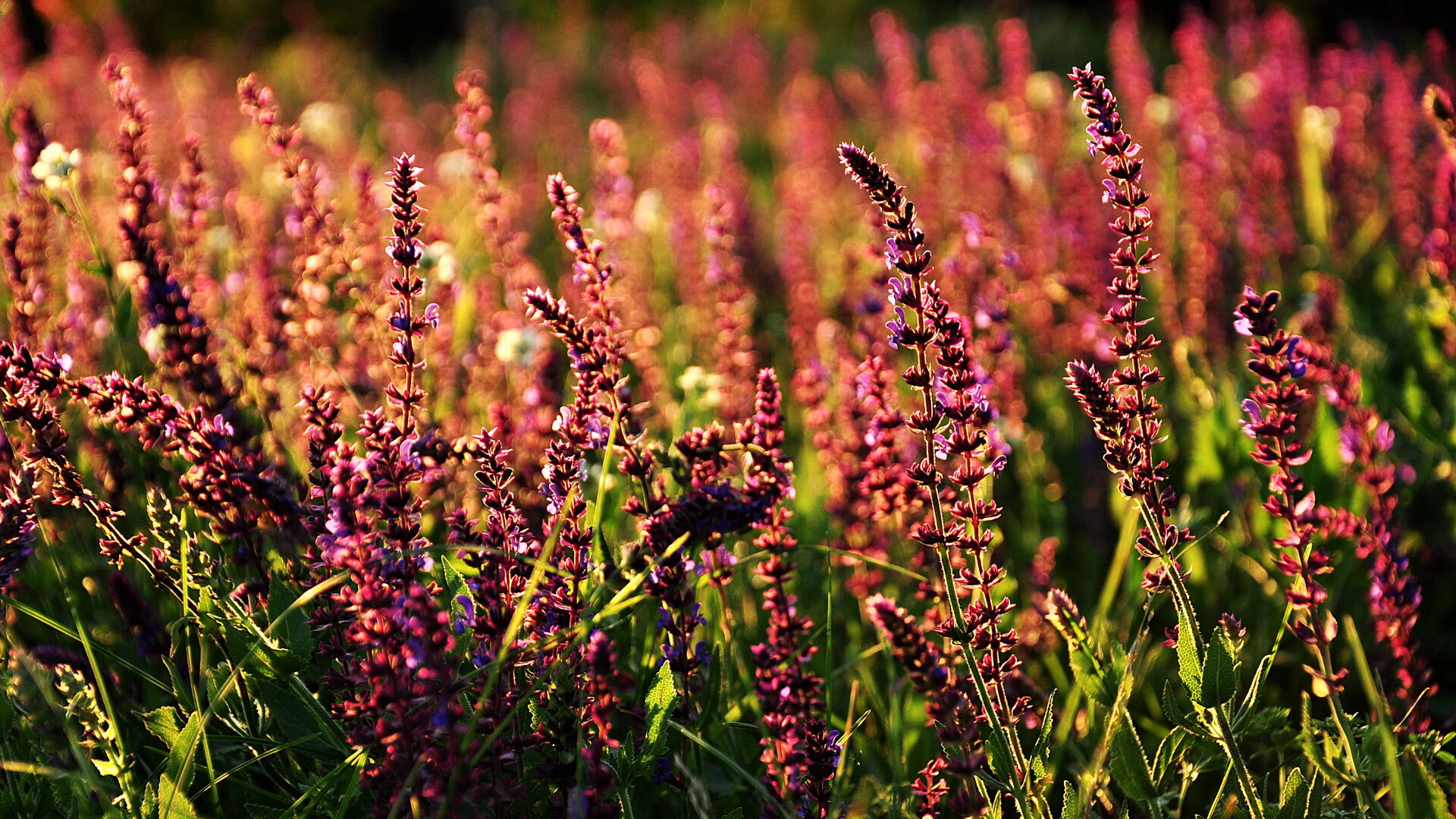 赛场风云，雄鹿对阵开拓者激战正酣，塔图姆另场刷新得分纪录
