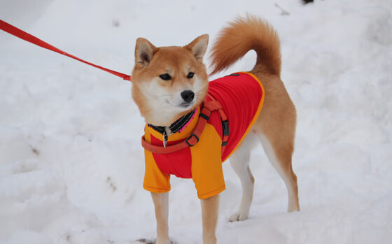新王与旧神的对决，F1揭幕战上演现代版国王血拼勇士