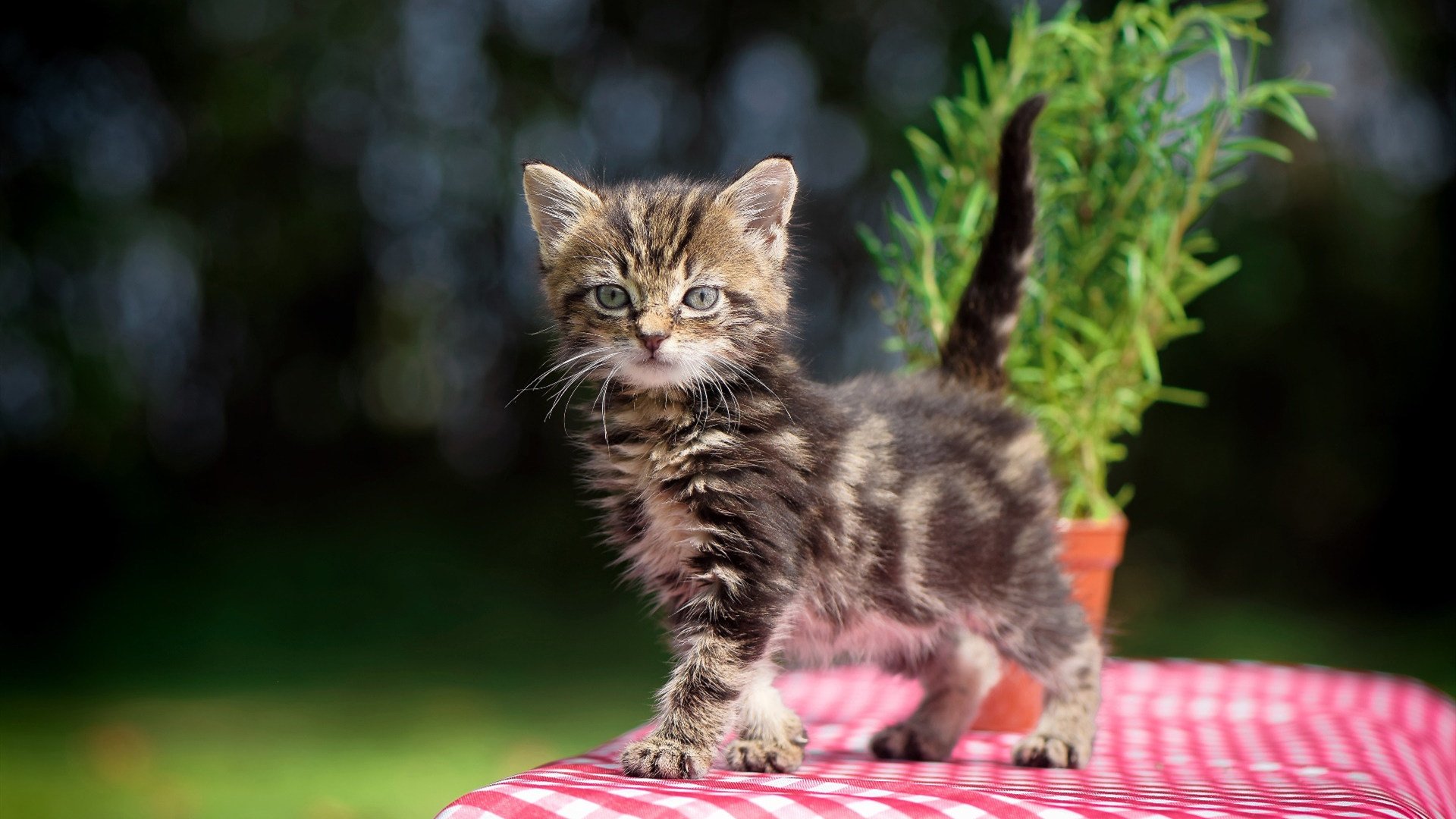 足球的两种胜利法则，莫德里奇的英雄时刻与委内瑞拉的系统绞杀