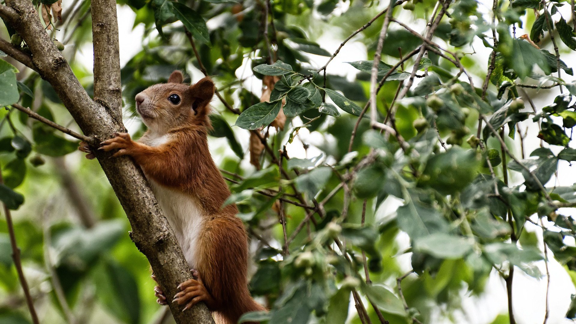 冰与火之歌,拉什福德梦幻双响与摩洛哥的碾压式征服