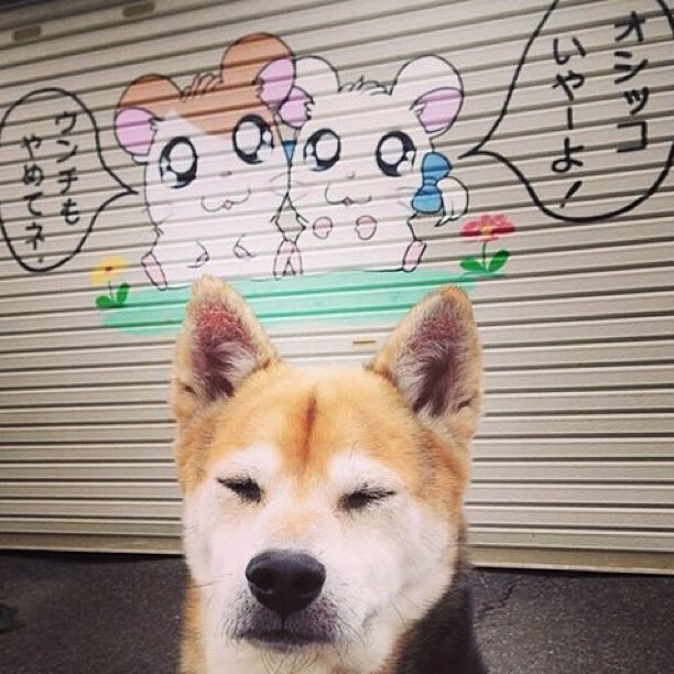 文班亚马擎天柱，步行者铁蹄踏碎灰熊