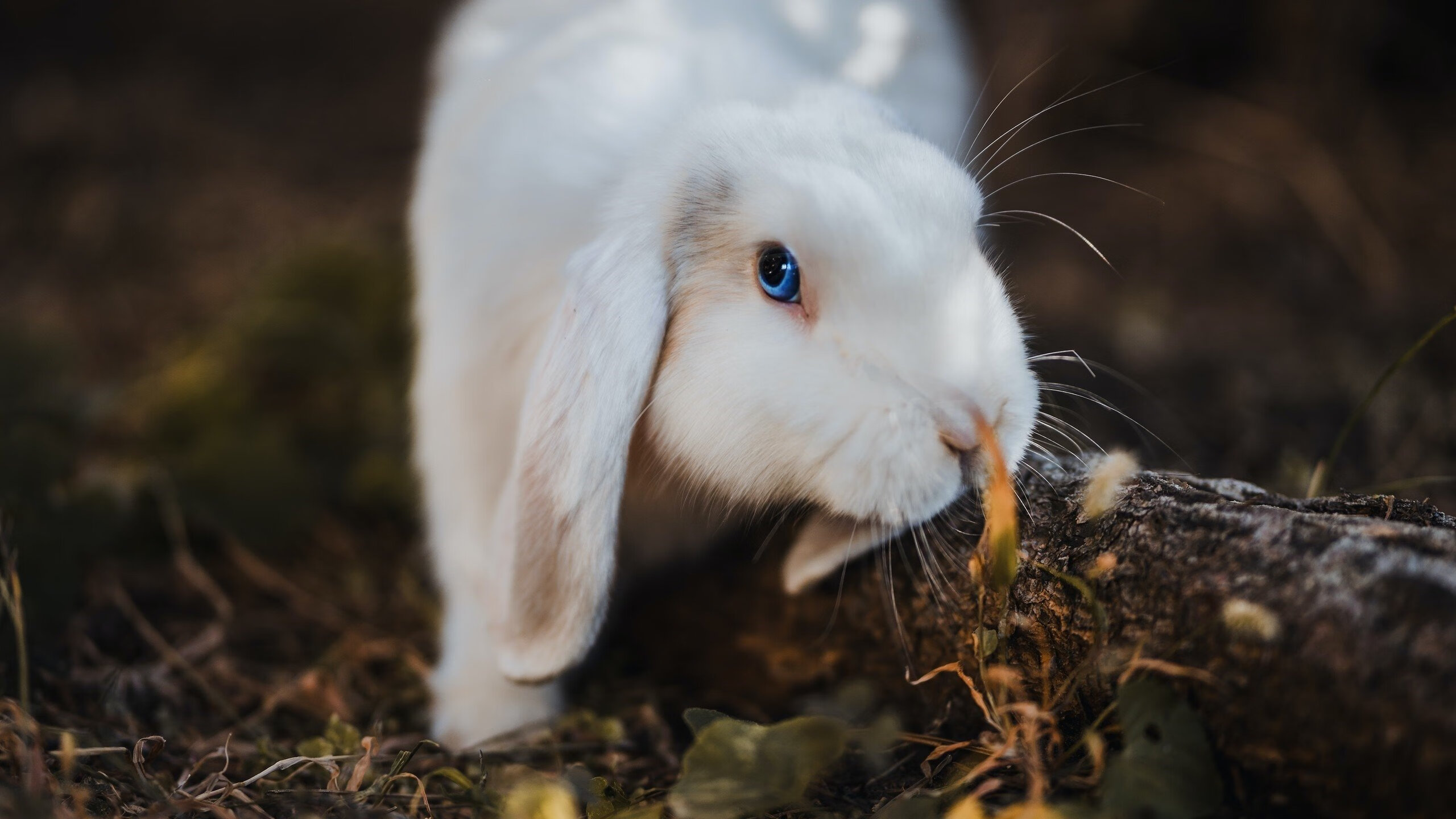 战斧劈开质疑，爱德华兹在勇鹈鹕大战中完成正名仪式