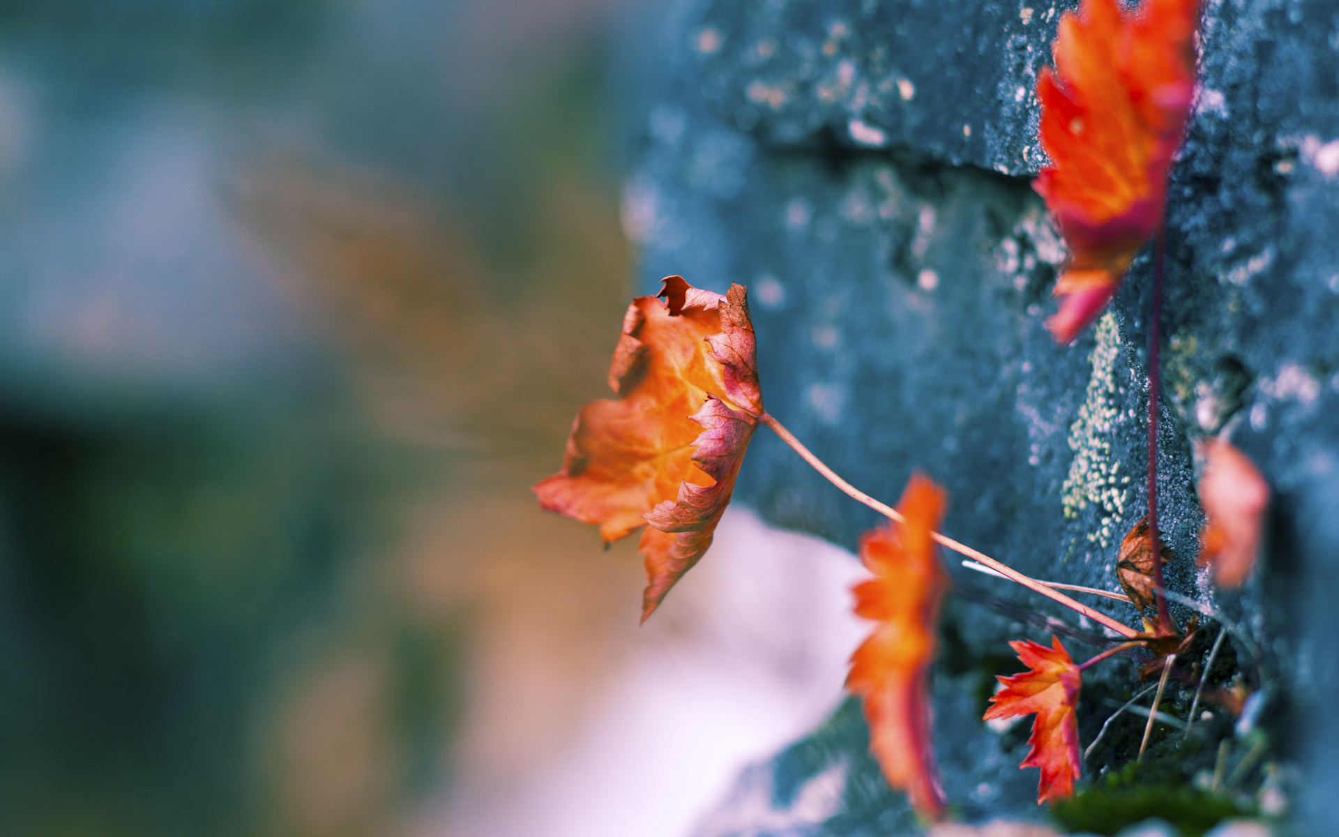 当休斯顿的洪流遇上达拉斯的星光，塔图姆，那位撕裂剧本的关键先生