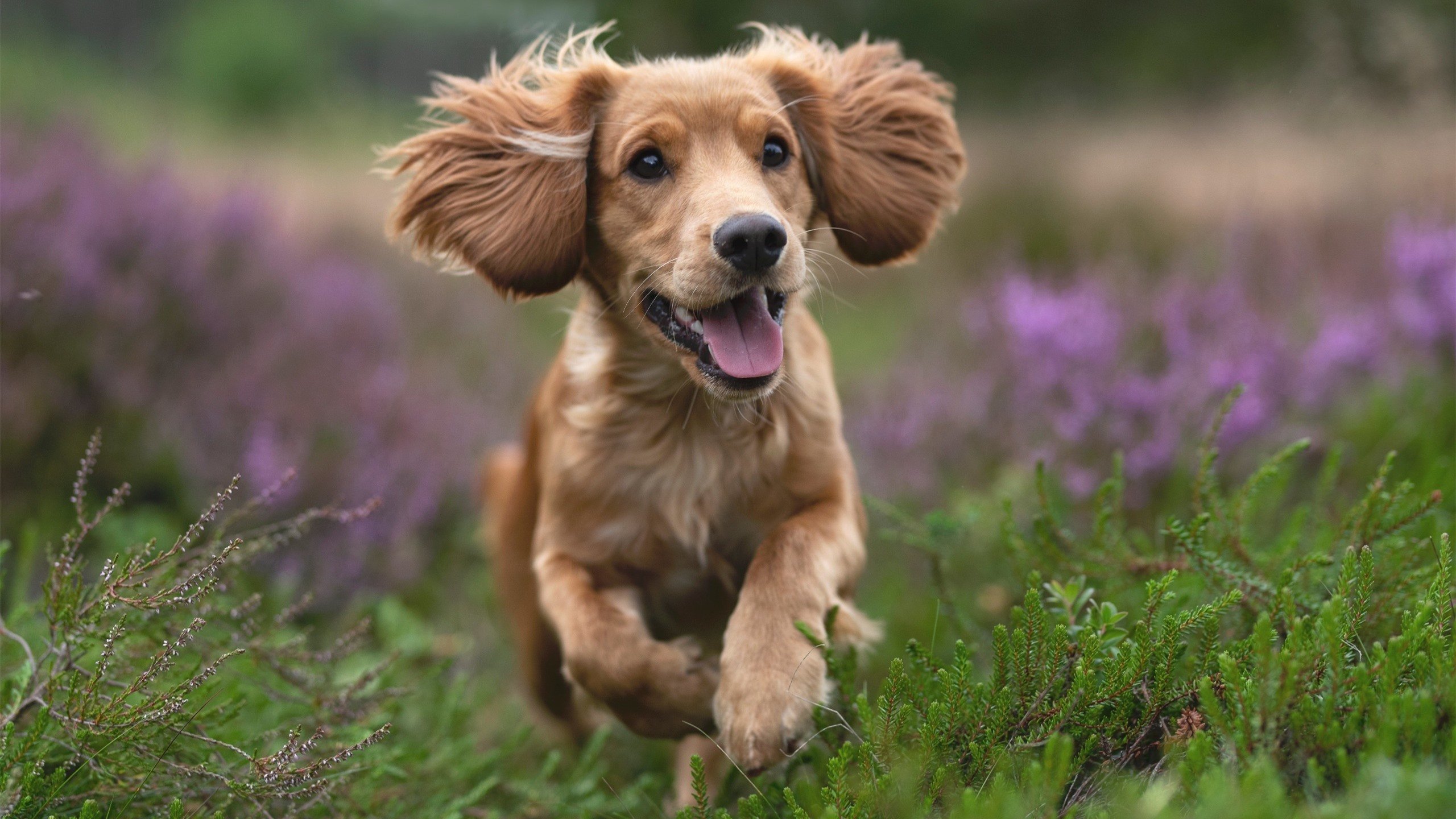 恩佐·莱昂的唯一性，解密那场令乌拉圭无解的加时绝杀