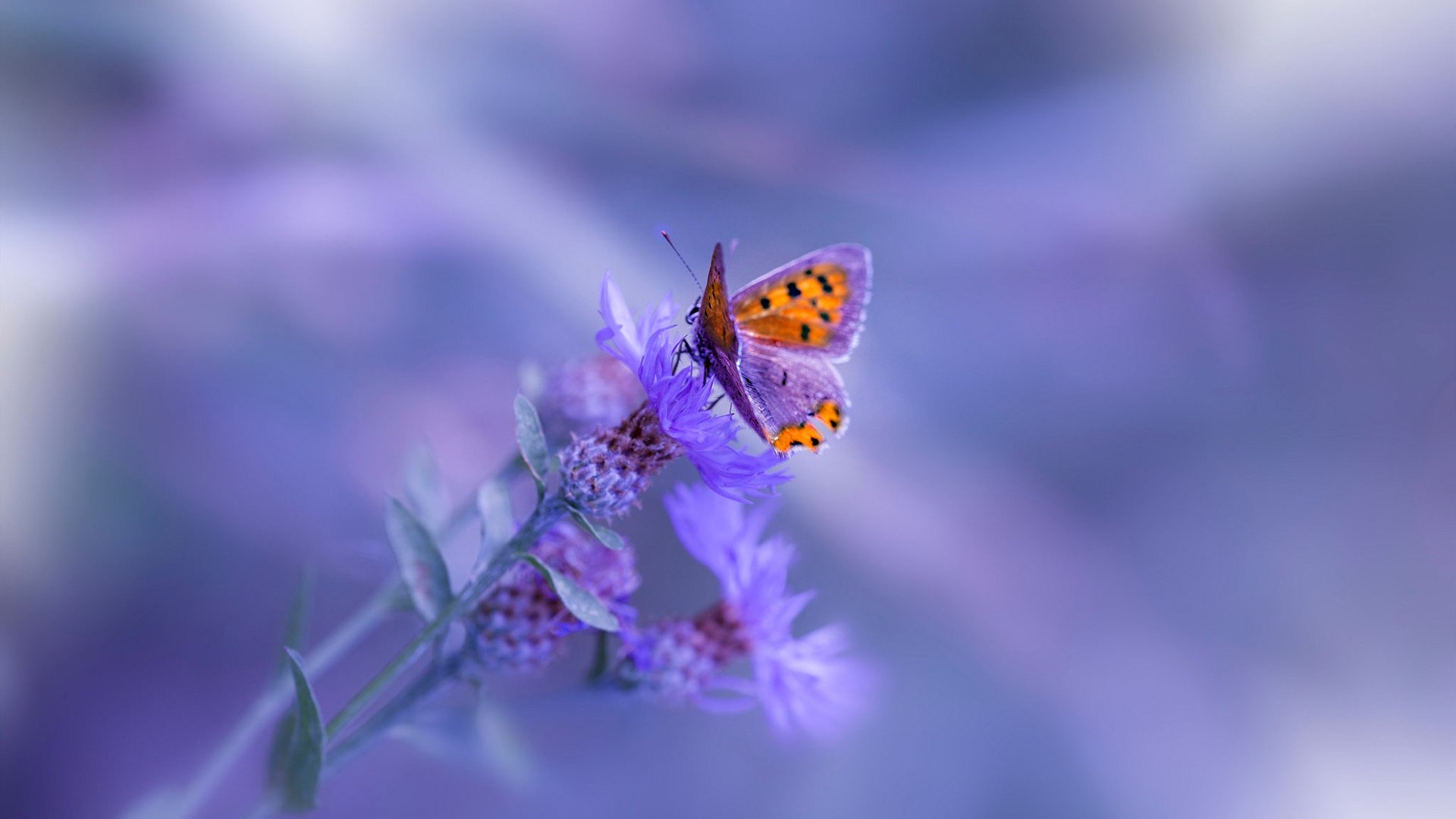 西亚卡姆拉满评分率鹈鹕碾压篮网，新时代攻防体系初现锋芒