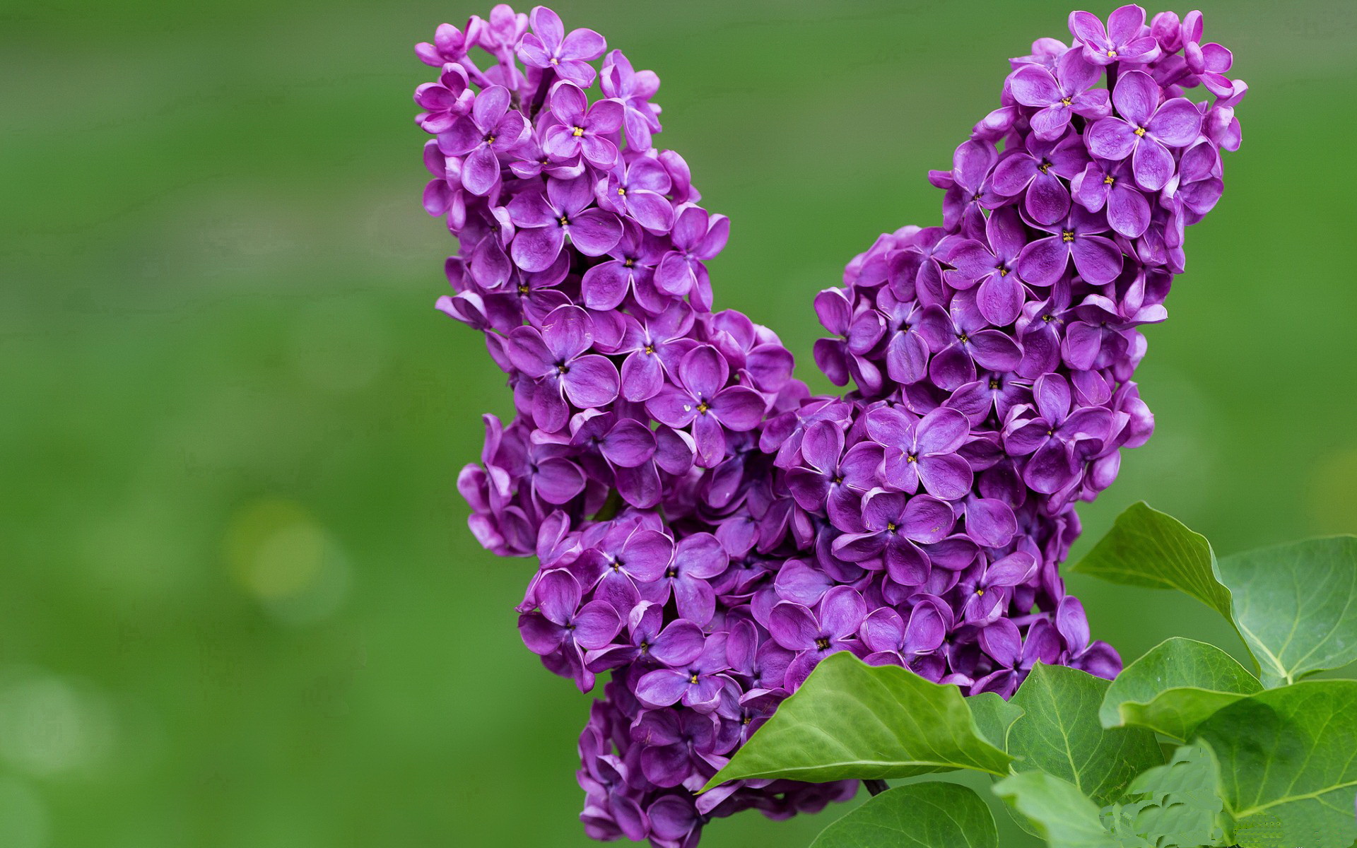 绿茵场上的中锋法则，当足球争冠战遇见约基奇式的防守艺术