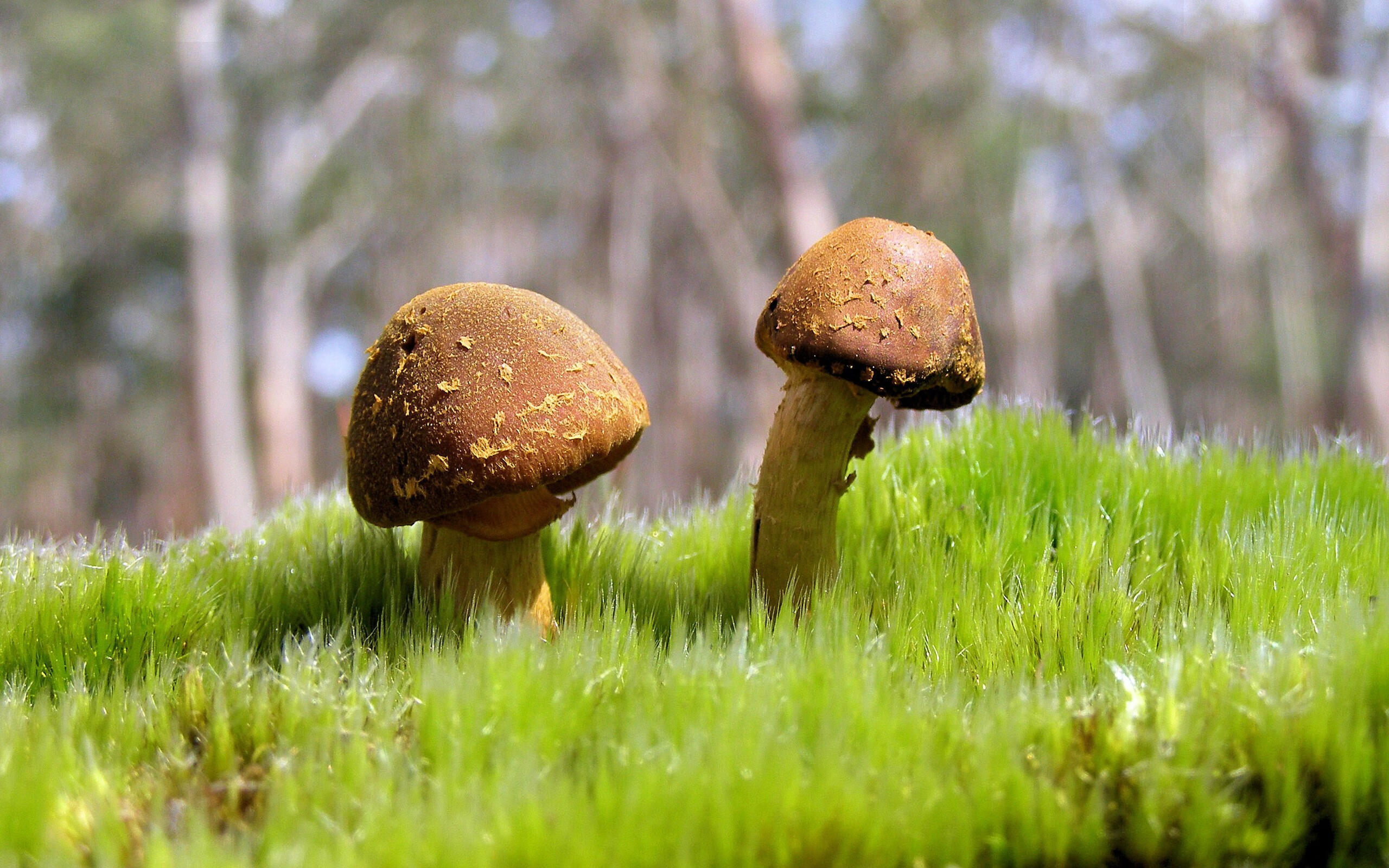 欧冠之夜的两段旋律，罗德里戈的独舞与巴斯克铁链的叹息