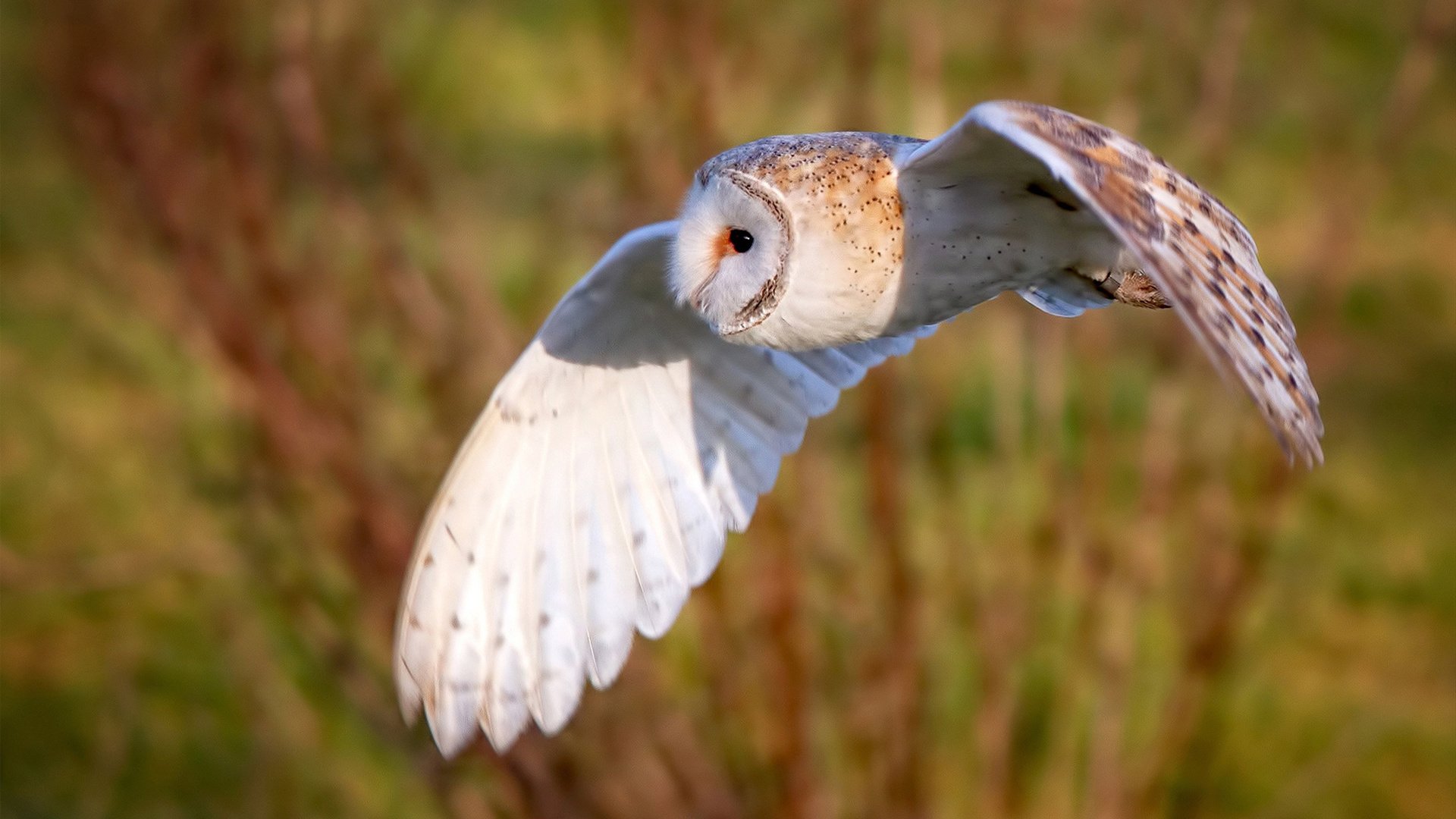 骑士破茧，蓝桥封神，单节风暴与冠军接管的体育史诗