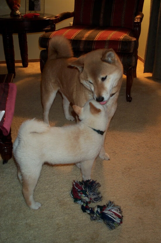 孤独的闪光，加克波梅开二度拉开差距，意甲焦点夜见证个人英雄主义