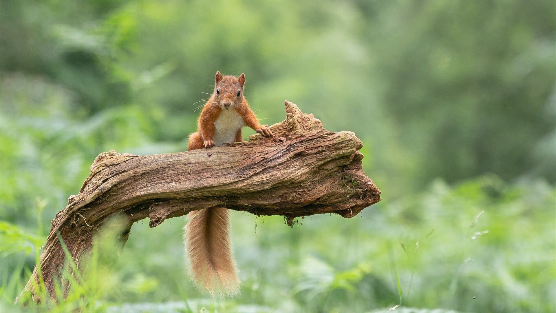 战争与球场，当楚阿梅尼成为攻防转换的轴心，马德里竞技如何在单节战场拉开伊拉克